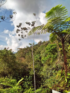 Huge fern