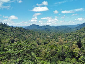 Amazing view to the jungle.