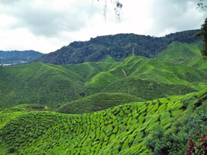 Amazing tea plantations.