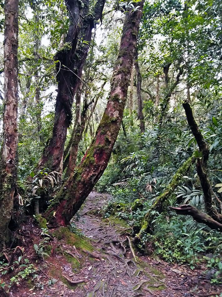 jungle Cameron highlands