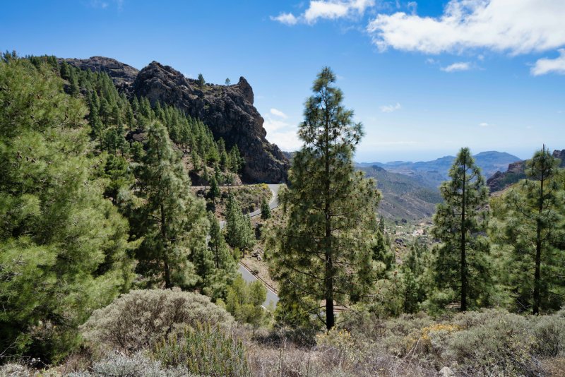 Canarian pine trees